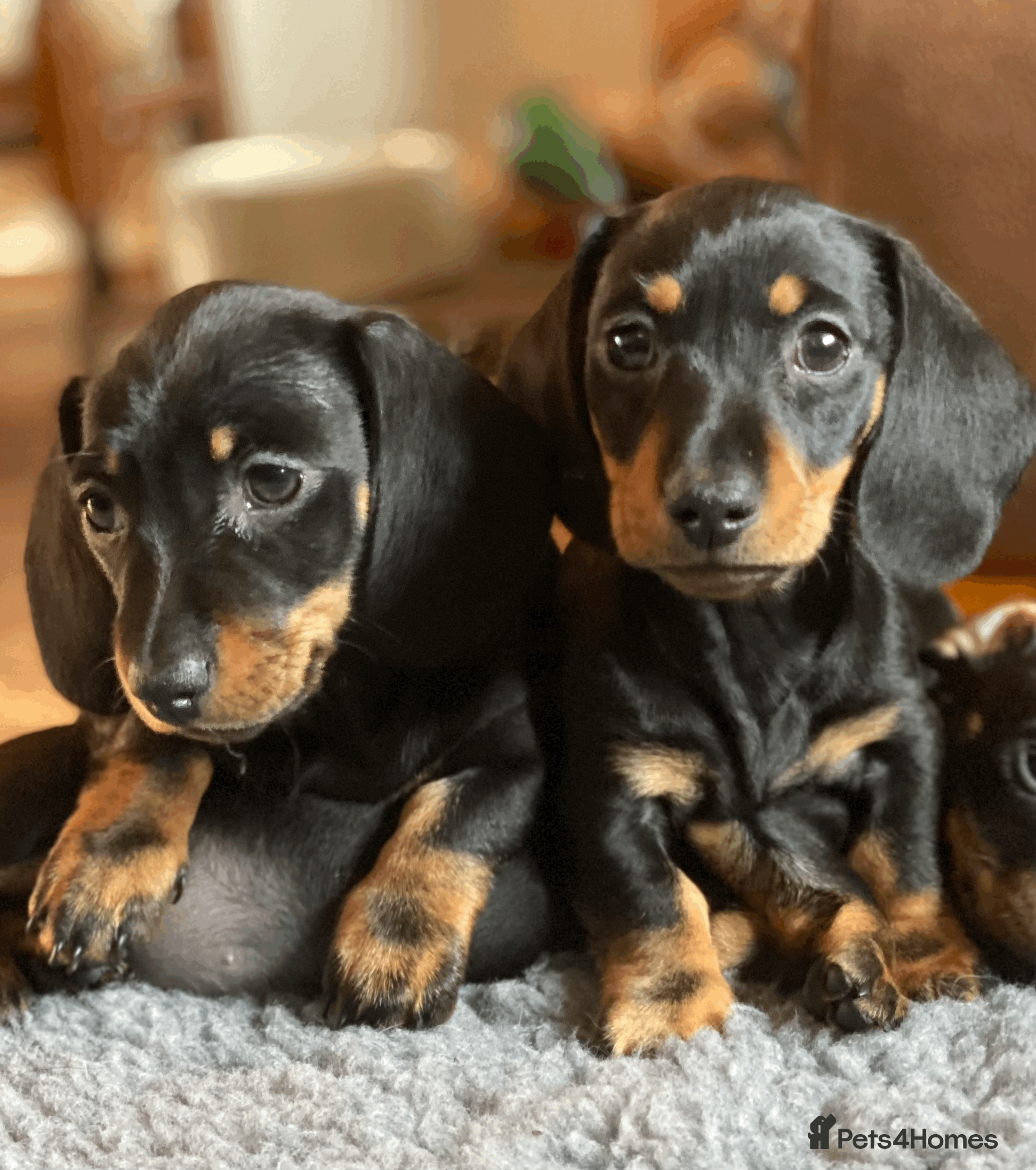 Miniature Dachshund dogs KC Reg. Miniature Smooth Haired Dachshund Puppies in Fordingbridge - Advert 1