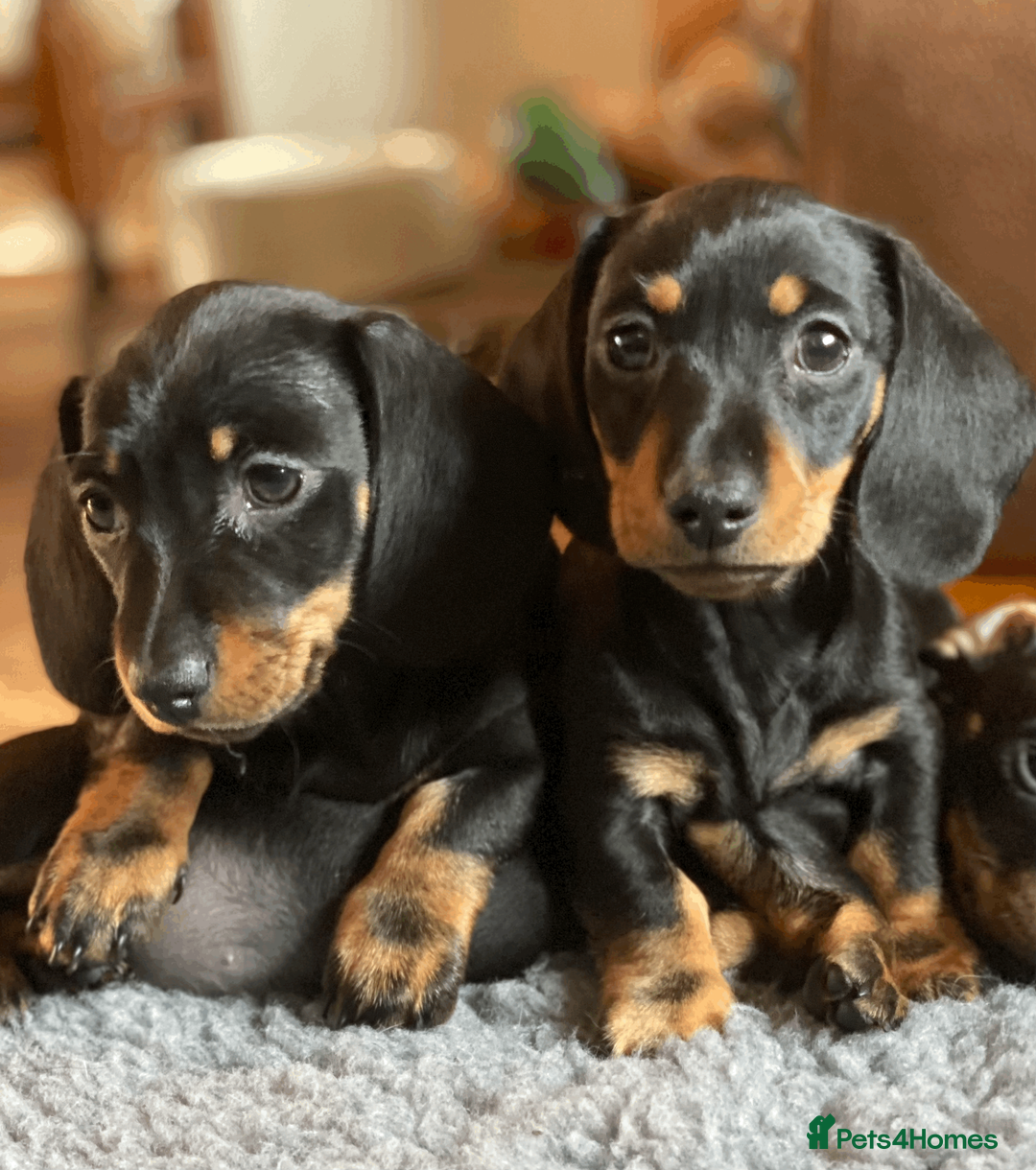 Miniature Dachshund dogs for sale: KC Reg. Miniature Smooth Haired Dachshund Puppies in Fordingbridge - Advert 1