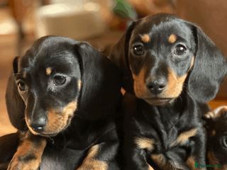 Miniature Dachshund dogs KC Reg. Miniature Smooth Haired Dachshund Puppies in Fordingbridge - Advert 1