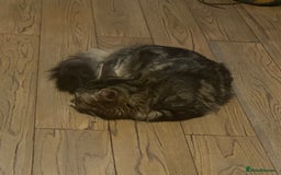 Maine Coon cats for sale: Princess looking for her forever home.  - Image 5