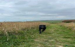 Labrador Retriever dogs for stud: Mathijs - Intelligent & Agile  - Image 23