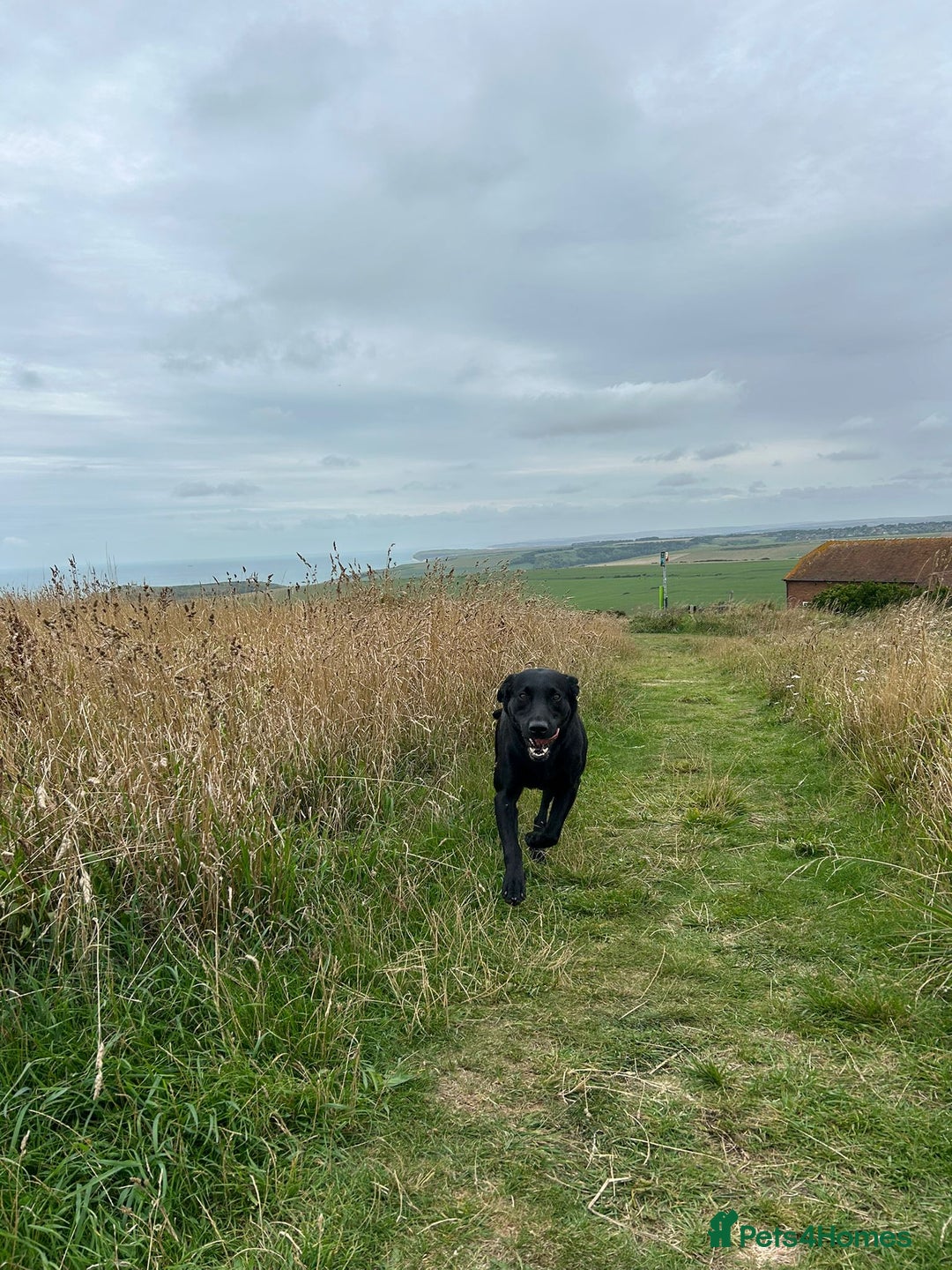Labrador Retriever dogs for stud: Mathijs - Intelligent & Agile  - Image 23