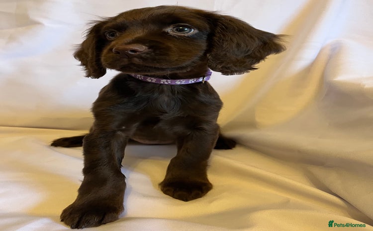 Cocker Spaniel dogs - Advert 1