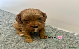 Cavapoo dogs for sale: F1 CAVAPOO BABIES 5🌟LICENSED BREEDER  - Image 6