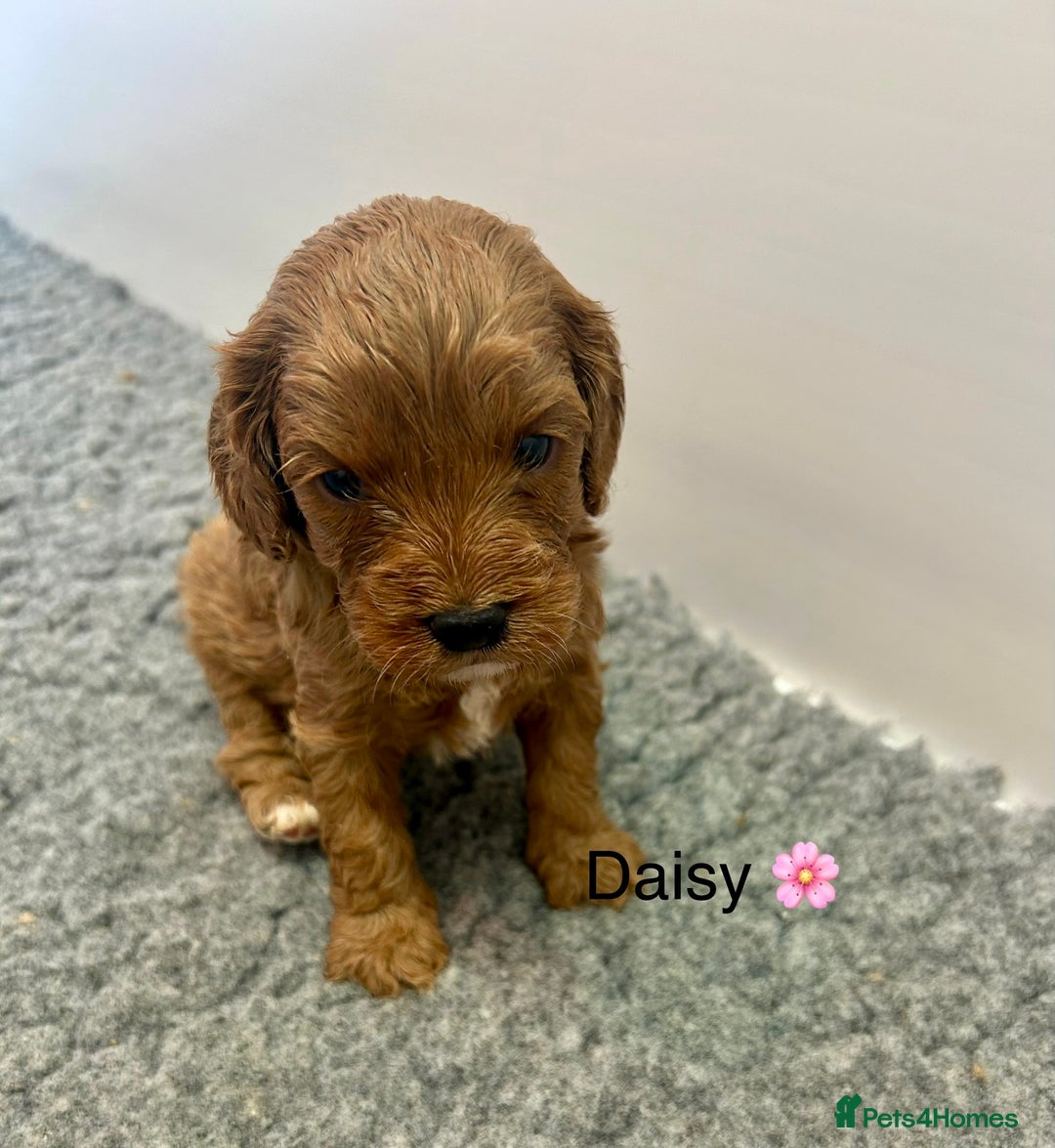 Cavapoo dogs for sale: F1 CAVAPOO BABIES 5🌟LICENSED BREEDER  - Image 6