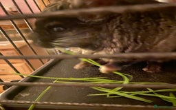 Chinchilla rodents for sale: Handsome Tuxedo - Image 4