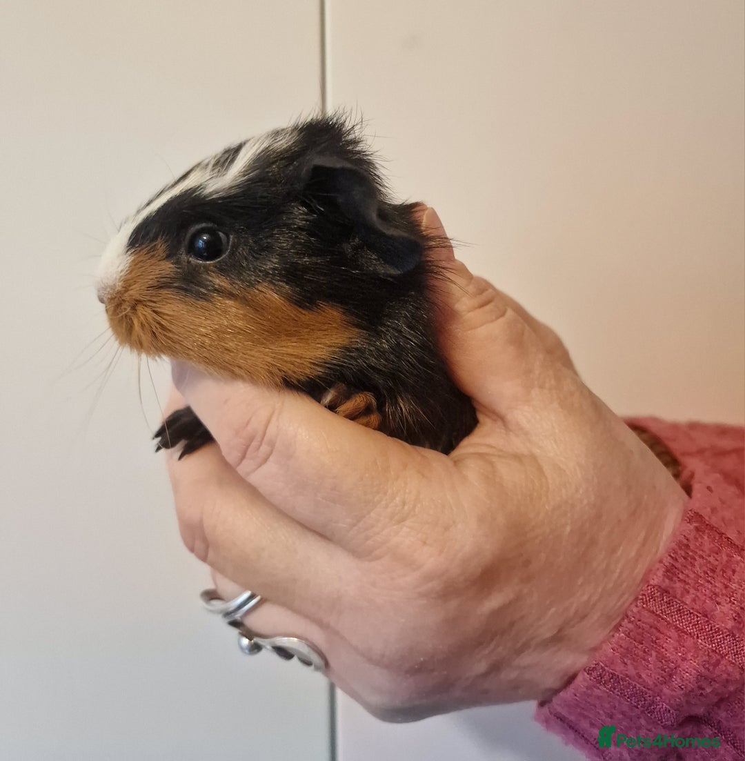 Guinea Pig rodents for sale: Female guinea pigs  - Advert 25