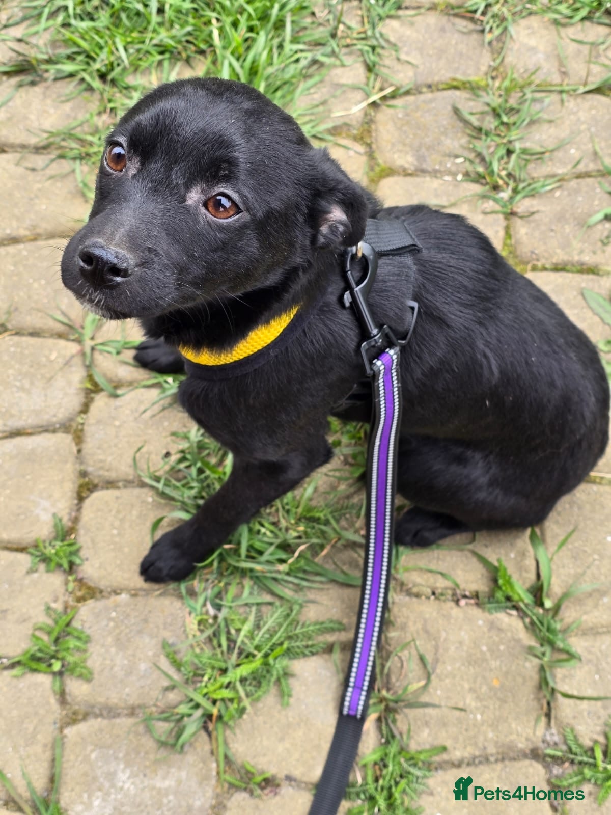 Mixed Breed dogs ❤️🐶 INDY – DELICATE LIKE CRYSTAL, FULL OF LOVE - Advert 2