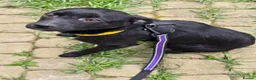 Mixed Breed dogs for adoption: ❤️🐶 INDY – DELICATE LIKE CRYSTAL, FULL OF LOVE in Burton-on-Trent - Advert 1