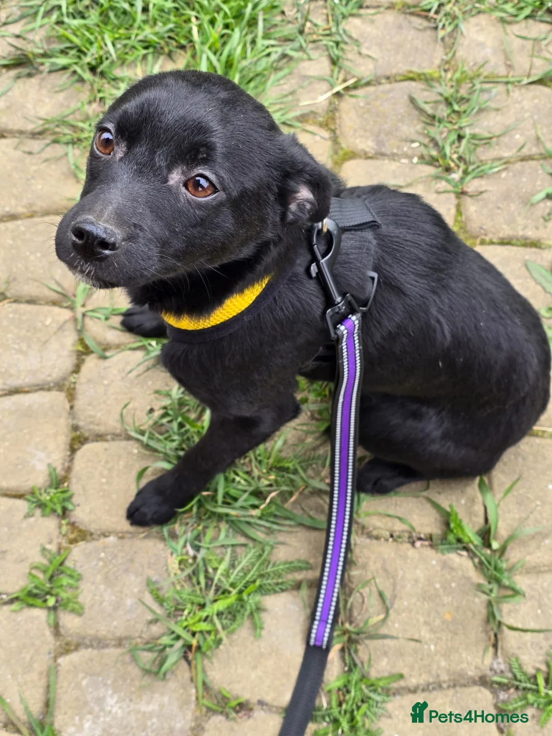Mixed Breed dogs for adoption: ❤️🐶 INDY – DELICATE LIKE CRYSTAL, FULL OF LOVE in Burton-on-Trent - Advert 1