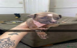 Staffordshire Bull Terrier dogs for sale: Staffy pups carry blue  - Advert 2