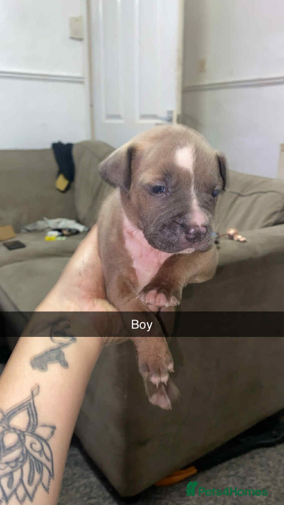 Staffordshire Bull Terrier dogs for sale: Staffy pups carry blue  - Advert 2