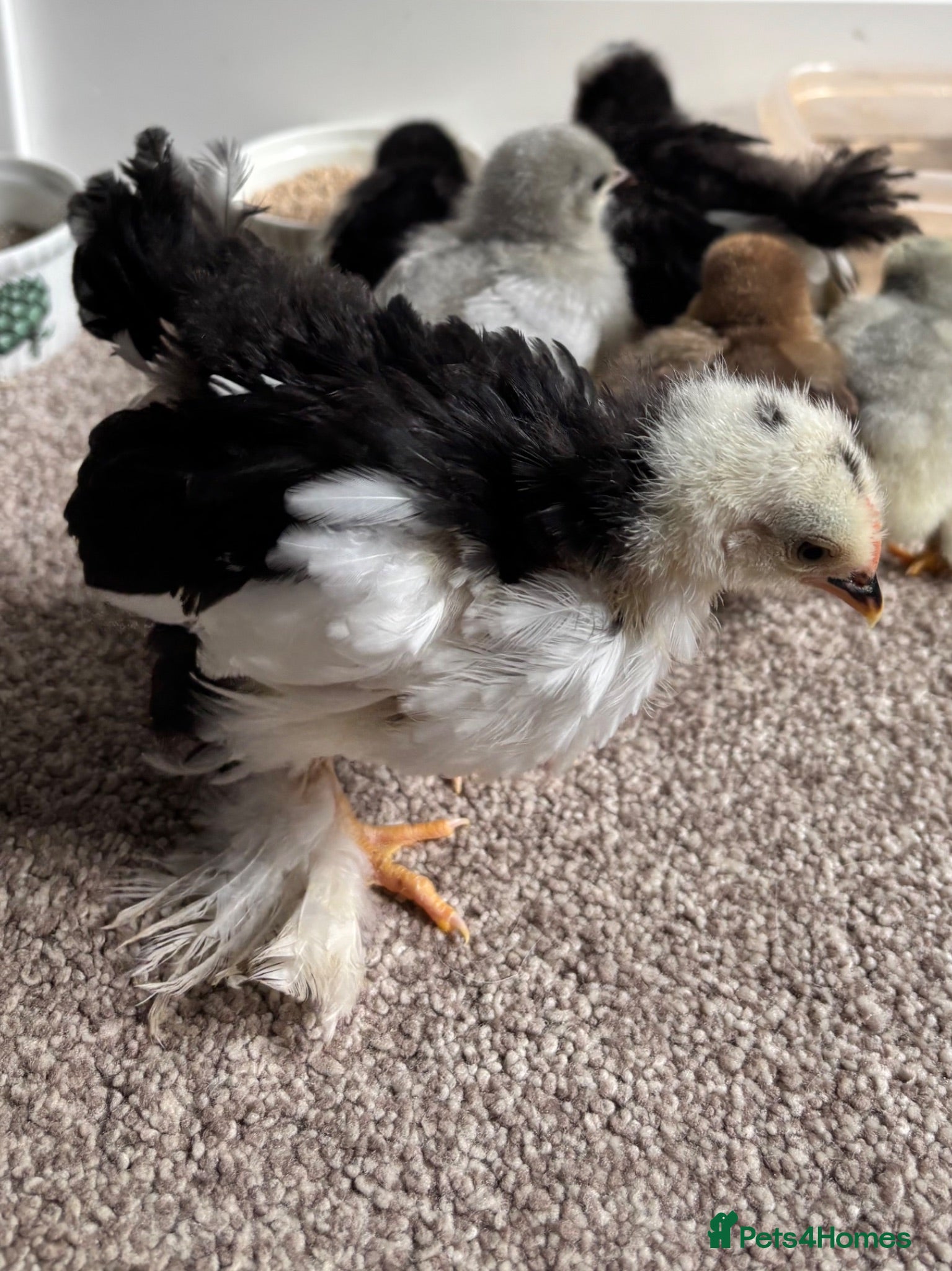 Chickens poultry Pekin Bantam cockerel 5 weeks old  - Advert 1