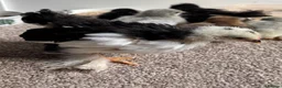 Chickens poultry for sale: Pekin Bantam cockerel 5 weeks old  in Newcastle - Advert 1