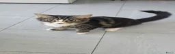 Mixed Breed cats for sale: 2 Beautiful Forever Brothers Available - Advert 5