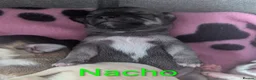 Chihuahua dogs for sale: Chihuahua puppy ,Nacho - Advert 6