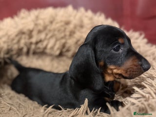Dachshund dogs - Advert 4