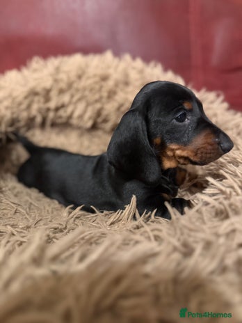 Dachshund dogs - Advert 1