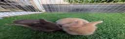 English Lop rabbits for sale: Holland English lop eared rabbits - Advert 3