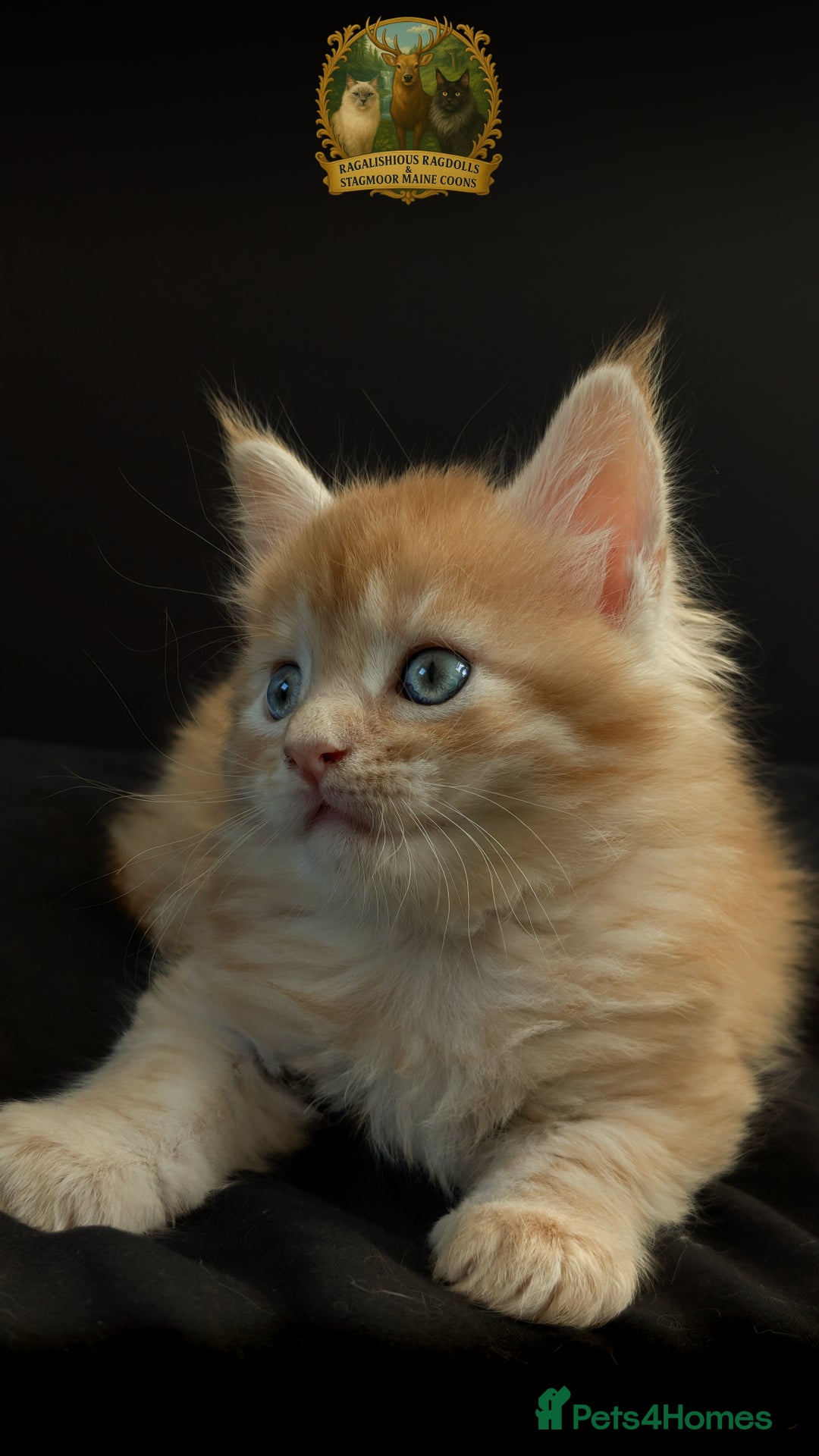 Maine Coon cats for stud: European Championship Carries Shaded GCCF & TICA - Advert 11