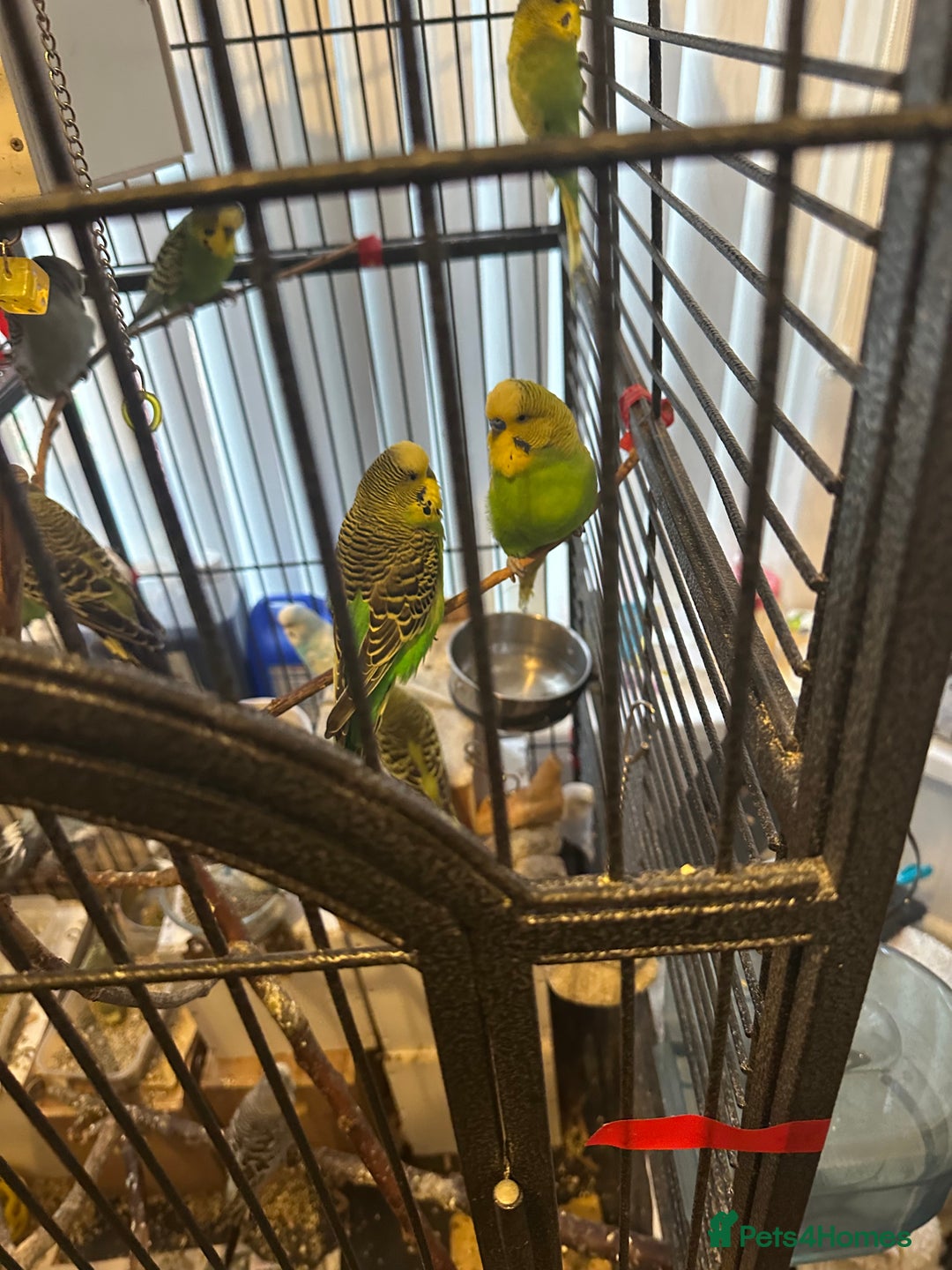 Budgerigars birds for sale: Mixed budgies - Advert 4