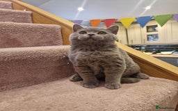 British Shorthair cats for sale: One kitten left British Blue Boy - Image 7