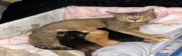 Mixed Breed cats for sale: 2 GORGEOUS GIRLS URGENTLY NEEDING HOMES - Advert 17