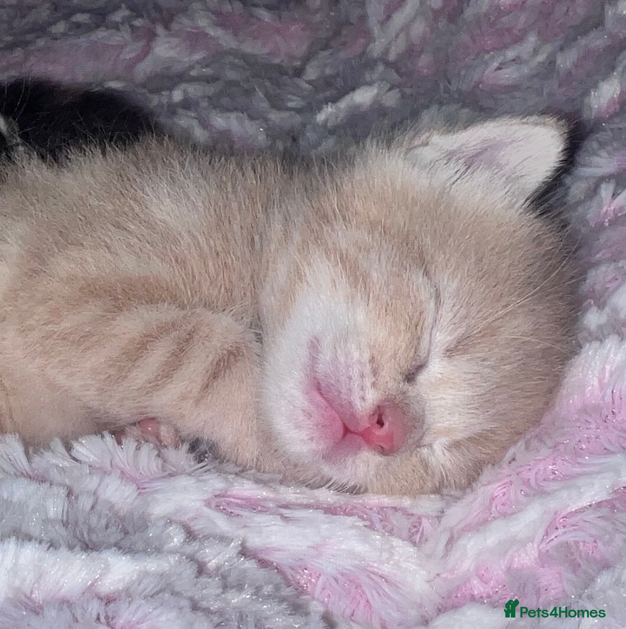 Mixed Breed cats Ginger male kitten - Advert 18