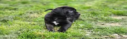 Cane Corso dogs for sale: 3 Cane Corso Puppies ready for their new home - Advert 12