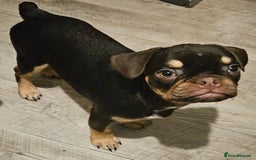 Frug dogs for sale: Frug Puppies Ready Now - Advert 4