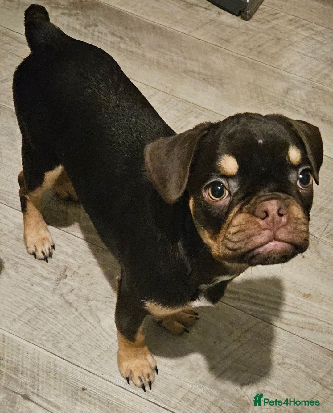 Frug dogs for sale: Frug Puppies Ready Now - Advert 4