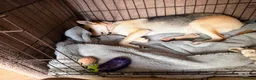 Mixed Breed dogs for adoption: ❤️Caramel❤️ 10-month-old lower-medium awesome girl - Advert 4