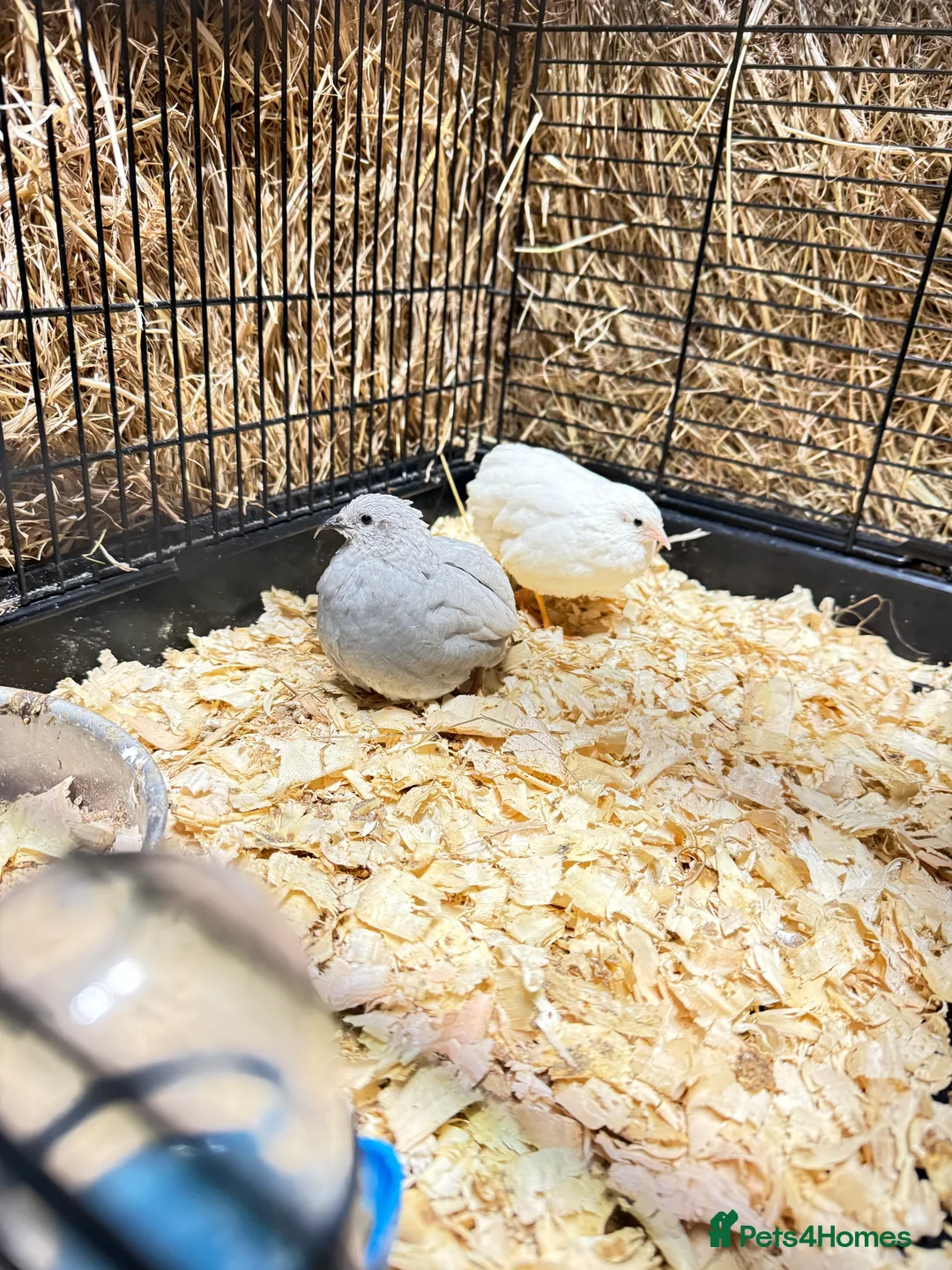 Quail poultry for sale: Pair painted quail with cage  - Advert 1