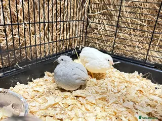 Quail poultry Pair painted quail with cage - Advert 5