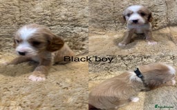 Cockapoo dogs for sale: Beautiful f1b cockapoo puppys  - Image 3