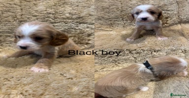 Cockapoo dogs - Advert 3