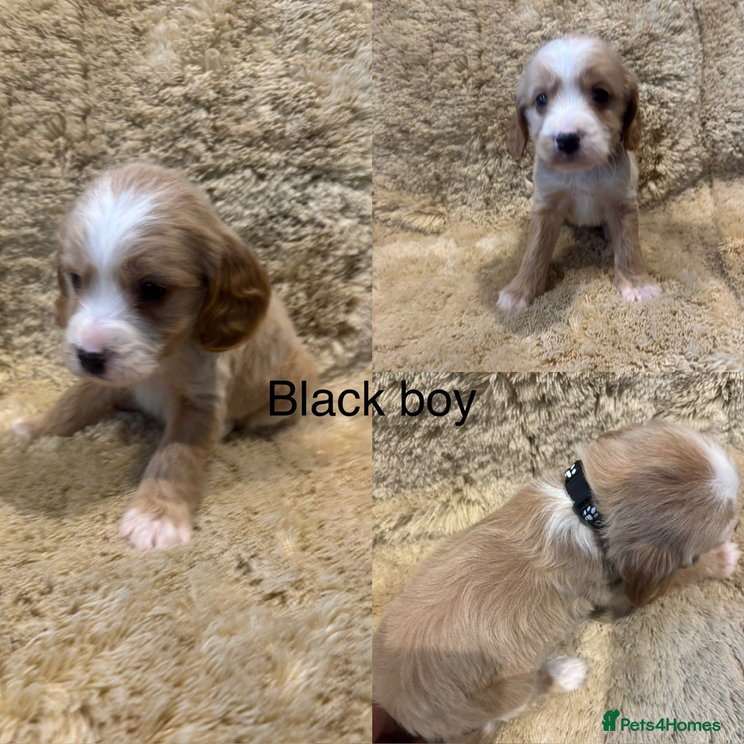 Cockapoo dogs for sale: Beautiful f1b cockapoo puppys  - Image 3