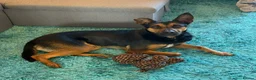 Mixed Breed dogs for adoption: Lucio deserves the chance to thrive  - Advert 18
