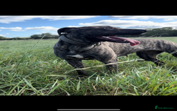 Lurcher dogs for sale: Bull x lurcher pups for sale - Image 2