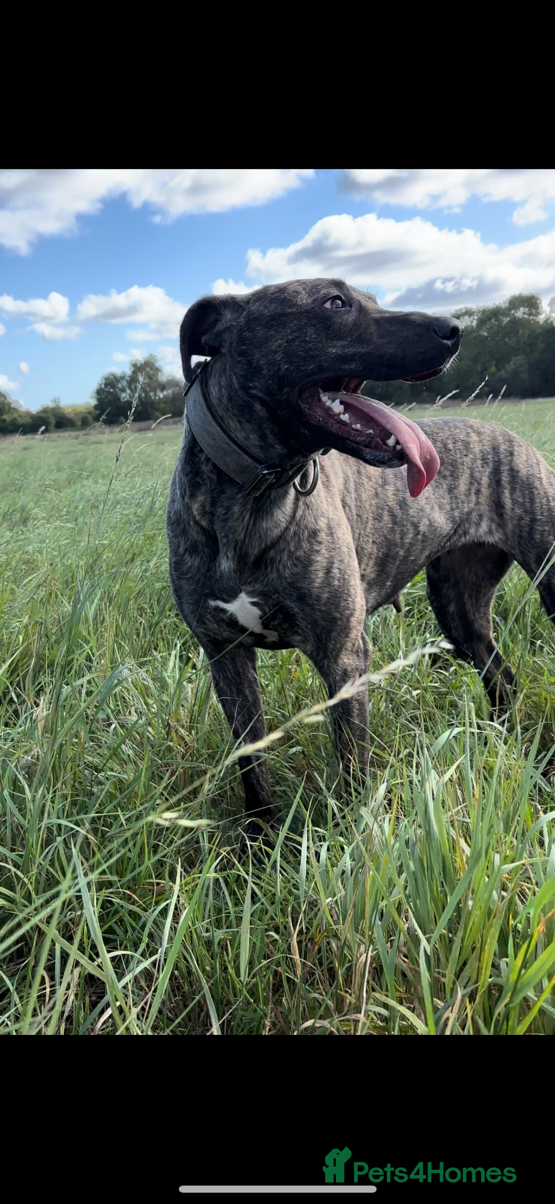 Lurcher dogs for sale: Bull x lurcher pups for sale - Image 2