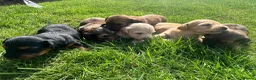 Dachshund dogs for sale: KC REG long haired miniature dachshund - Advert 5