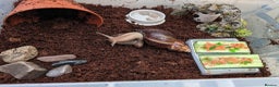 Snails invertebrates for sale: Giant African Land Snail  - Advert 2