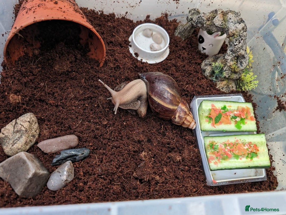Snails invertebrates for sale: Giant African Land Snail  - Advert 2