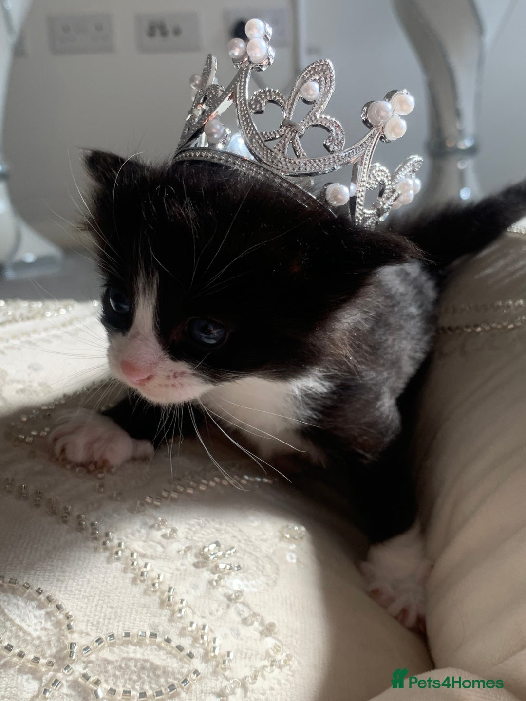 British Shorthair cats for sale: British short hair kittens ready 2 leave 2nd nov 2 - Image 3