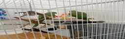 Ringnecks birds for sale:  Bonded pair Indian Ring neck parrots  - Advert 7