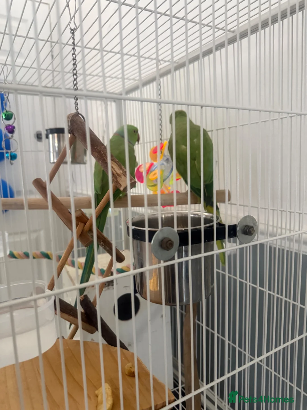 Ringnecks birds for sale:  Bonded pair Indian Ring neck parrots  - Advert 7