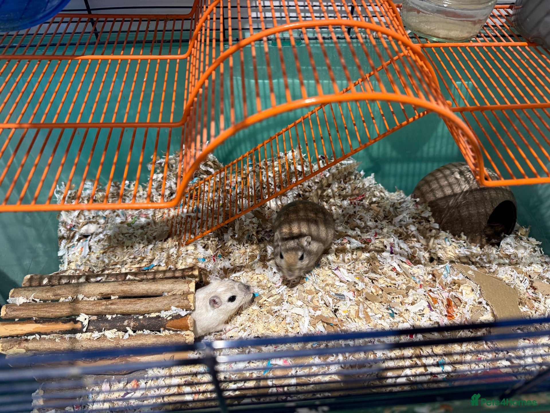 Gerbil rodents for sale: Paired female Gerbils. - Advert 1