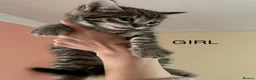 Mixed Breed cats for sale: Cats looking lovely home in Manchester - Advert 5