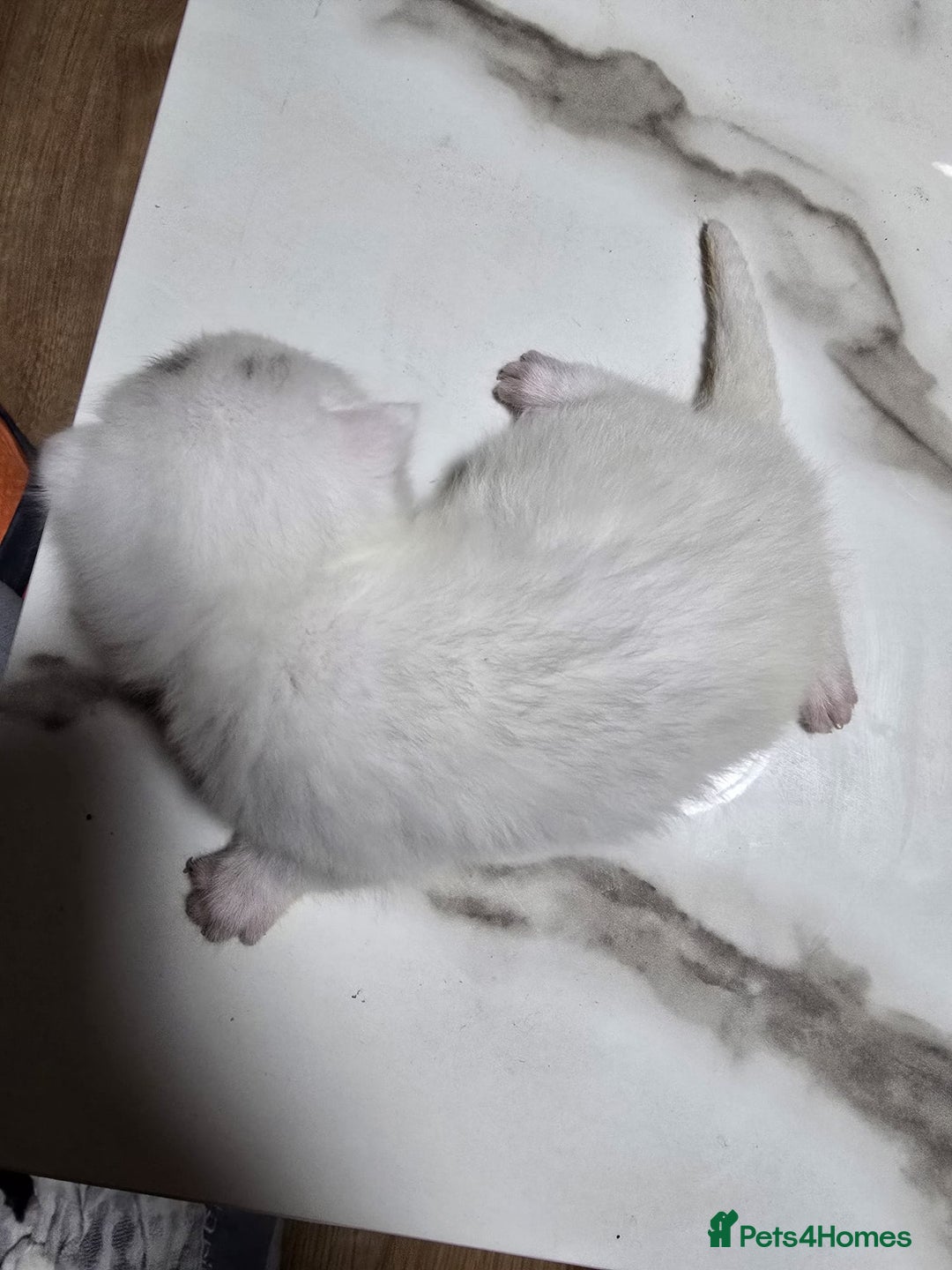 Mixed Breed cats for sale: 2 white kittens and 1 3-coloured for sale - Advert 5