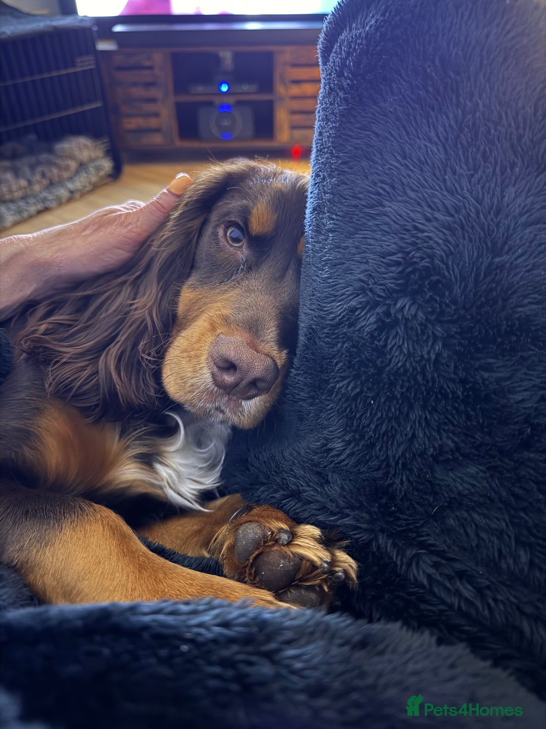 Cocker Spaniel dogs for sale: Beautiful Male Working Cocker Spaniel - Advert 18